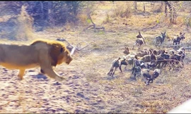 Mải mê vui chơi không cảnh giác, đàn chó hoang phải trả giá đắt