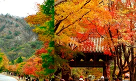 Đắm mình vào thiên sắc của mùa thu xứ Hàn
