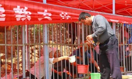 Tự nhốt mình trong lồng sắt để ...ăn xin