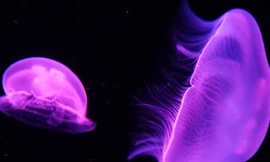 Nhà máy điện hạt nhân Oskarshamn phải đóng cửa tạm thời vì sứa