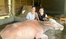 Trâu hồng nặng khoảng 350 kg gây sốt ở miền Tây