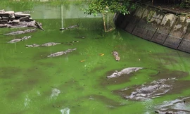 Kiên Giang: Hơn một tháng truy bắt, vẫn còn một con cá sấu sổng chuồng chưa tìm thấy