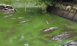 Kiên Giang: Rút cạn nước khu nuôi cá sấu, phát hiện sổng 8 con ra công viên