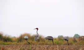 Kiên Giang: 9 con sếu đầu đỏ về khu bảo tồn sau hai năm vắng bóng
