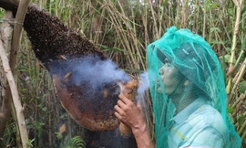 Theo chân thợ gác kèo ong ở 'vùng đất cuối trời’