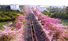 Lần đầu tiên có lễ hội hoa kèn hồng 