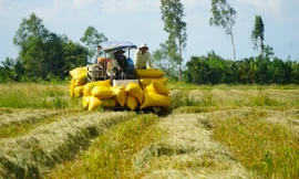 Lý do 'ông trùm' lúa gạo nợ nông dân An Giang 200 tỷ đồng