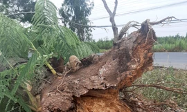 Theo quan sát của PV, gốc cây phượng này bị hư hỏng, mục gần hết dù cành lá vẫn xanh tươi.