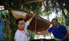 Cận cảnh tổ ong 43 kg và nồi lẩu mắm lớn nhất Việt Nam