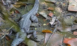 6 con cá sấu sổng chuồng ra công viên ở Kiên Giang