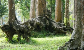 Lạ kỳ những bộ rễ cây khổng lồ tại Trà Vinh