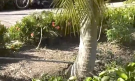 Đi hái dừa, 2 vợ chồng ở Kiên Giang bị điện giật tử vong