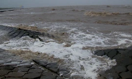 Triều cường dâng cao, sóng lớn làm sạt lở nghiêm trọng đê biển Cà Mau