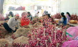 Hành tím Vĩnh Châu hiện đang tồn hơn 51.000 tấn chưa thể tiêu thụ được.