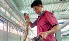 Cho rắn 'ở nhà lầu', anh nông dân ở miền Tây thu trăm triệu mỗi năm