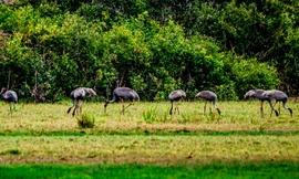 Đàn sếu đầu đỏ 23 con về lại Khu bảo tồn Phú Mỹ