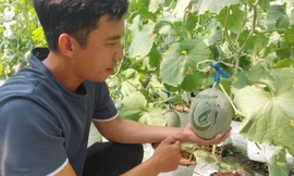 Khởi nghiệp trồng dưa lưới cho thu nhập trăm triệu