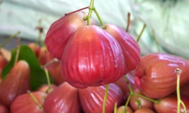 Trái mận 'lạ' giá cao đang gây sốt 