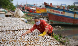 Làng cá khô xứ biển miền Tây cung ứng hàng trăm tấn hàng dịp Tết