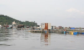 Vì sao cá nuôi lồng bè ở Kiên Giang chết số lượng lớn?