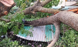 Dông lốc quật ngã cây cổ thụ ở Cần Thơ, vỉa hè bị xé toạc