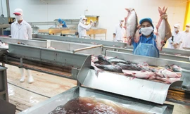 Chế biến cá tra tại Việt Nam Ảnh: Sáu Nghệ