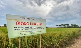 Gạo ST24 đạt chứng nhận 5 sao