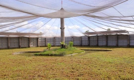 Đồng Tháp lắp camera giám sát sếu đầu đỏ