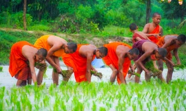 Thi cấy mạ - nét đặc sắc của đồng bào Khmer Nam bộ