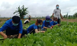 Áo xanh tình nguyện ra đồng hái rau tặng người nghèo mùa dịch
