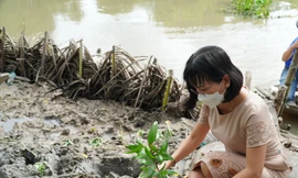 Trồng bần chống sạt lở bờ sông