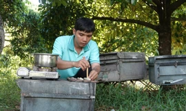 Thanh niên Cần Thơ khởi nghiệp từ nuôi ong