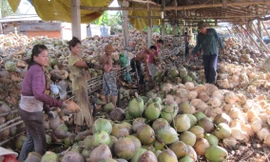 Xuất khẩu dừa đạt kỷ lục, thu về 900 triệu USD