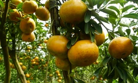 5.000 tấn quýt hồng khoe sắc vàng rực phục vụ Tết 