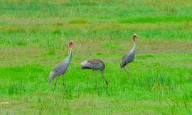 Đồng Tháp phê duyệt đề án bảo tồn sếu đầu đỏ gần 185 tỷ đồng