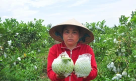 Nông dân trồng ổi ở Sóc Trăng thấp thỏm vì không có người mua