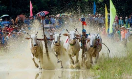 Nét độc đáo của Hội đua bò Bảy Núi 