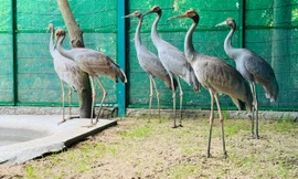 6 sếu đầu đỏ từ Thái Lan đã về tới Tràm Chim