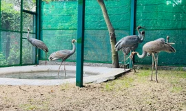 6 cá thể Sếu đầu đỏ nhập từ Thái Lan hoàn thành cách ly, sẵn sàng về Vườn Quốc gia Tràm Chim