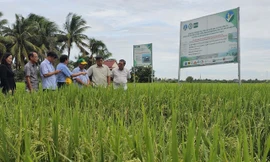 Mô hình lúa chất lượng cao giúp giảm 30% chi phí, giảm phát thải