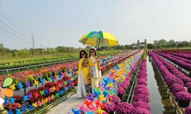 Làng hoa Sa Đéc đẹp rực rỡ, hút khách 'check - in' ngày Tết