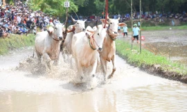 Hội đua bò Bảy núi mừng lễ Sen Dolta của đồng bào Khmer có gì độc đáo?