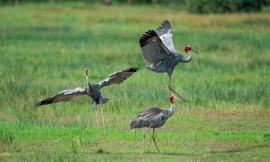 Sếu đầu đỏ trở về Vườn Quốc gia Tràm Chim sau hơn 2 năm bỏ đi