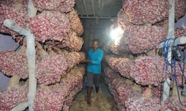 Gần 51.000 tấn hành tím tồn đọng ở Sóc Trăng