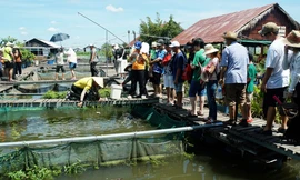 Du khách tấp nập tới 'ốc đảo' giữa sông Hậu 