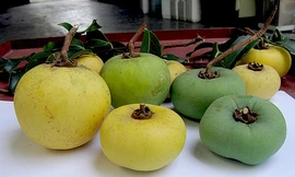 Quả thị và tác dụng với sức khỏe