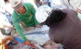 Thực hư lời đồn vây cá mập chữa ung thư