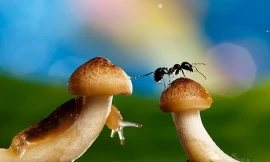 Lung linh thế giới côn trùng