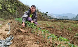 Chàng trai mồ côi kiếm hàng trăm triệu đồng nhờ trồng cà chua trên núi đồi Mù Cang Chải