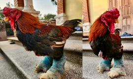 Ngắm gà đi tất, nằm đèn hồng ngoại giá 'khủng' 